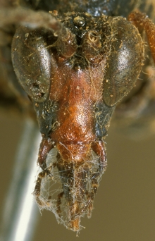 Osprynchotus_capensis_HOLOTYPE