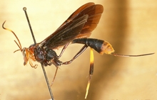 Osprynchotus_ethiopicus_LECTOTYPE
