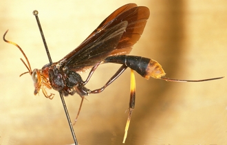 Osprynchotus_ethiopicus_HOLOTYPE