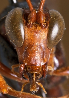 Osprynchotus_ethiopicus_LECTOTYPE
