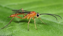 Ichneumonidae_1_Vida_van_der_Walt