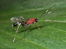 Ichneumonidae_Vida_van_der_Walt