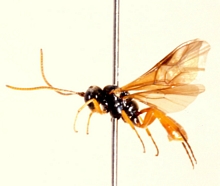 Labrossyta_scotoptera