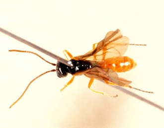 Labrossyta_scotoptera