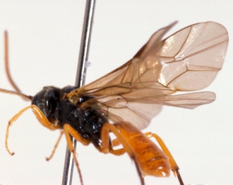 Labrossyta_scotoptera