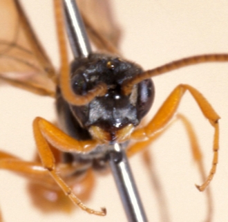 Labrossyta_scotoptera