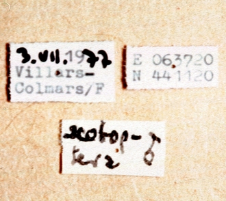 Labrossyta_scotoptera