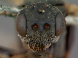 Perilissus_semifulvator_HOLOTYPE
