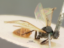 Perilissus_semifulvator_HOLOTYPE