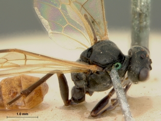 Perilissus_semifulvator_HOLOTYPE