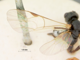 Perilissus_semifulvator_HOLOTYPE