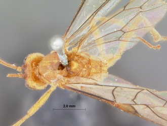 Perilissus_testaceoides_HOLOTYPE