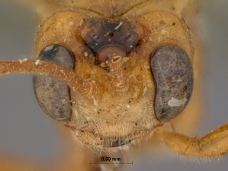 Perilissus_testaceoides_HOLOTYPE