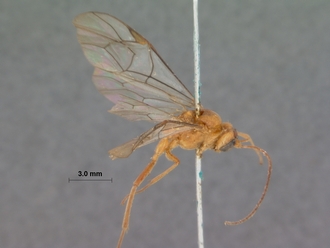 Perilissus_testaceoides_HOLOTYPE