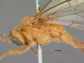 Perilissus_testaceoides_HOLOTYPE