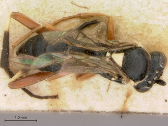 Enizemum_congener_HT_female_habitus_dorsal