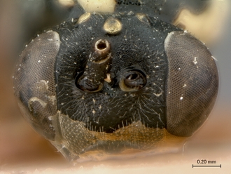 Enizemum_congener_HT_female_head_frontal