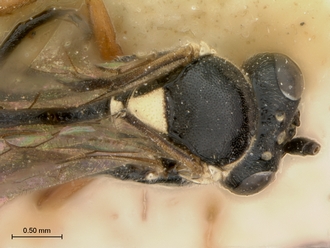 Enizemum_congener_HT_female_head_mesosoma_dorsal