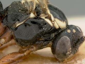Enizemum_congener_HT_female_head_mesosoma_lateral