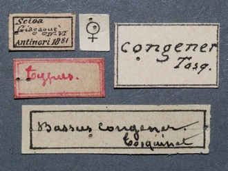 Enizemum_congener_HT_female_labels