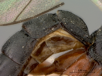 Enizemum_congener_HT_female_petiole_lateral