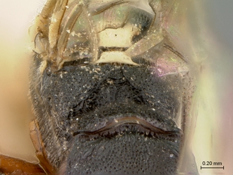 Enizemum_congener_HT_female_propodeum