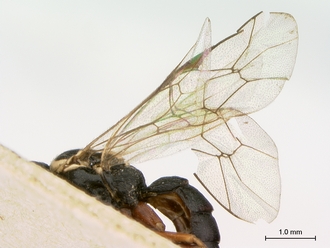 Enizemum_congener_HT_female_wings