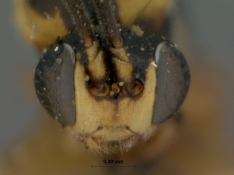 Syrphoctonus_lineipes_HOLOTYPE