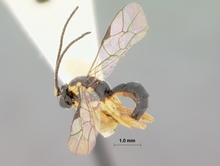 Syrphoctonus_lineipes_HOLOTYPE