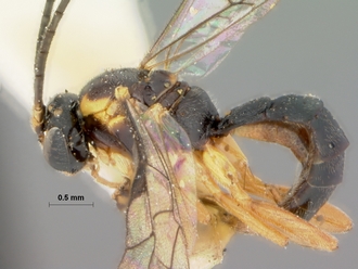 Syrphoctonus_lineipes_HOLOTYPE
