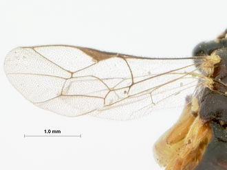 Syrphoctonus_lineipes_HOLOTYPE