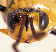 Euceros_madecassus_PARATYPE