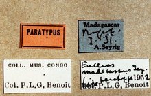 Euceros_madecassus_labels