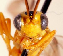 Euceros_madecassus_NON-TYPE