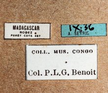 Euceros_madecassus_labels