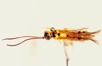 Euceros_madecassus_PARATYPE