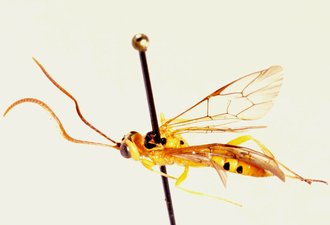Euceros_madecassus_NON-TYPE