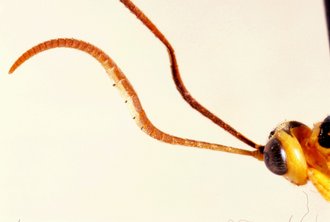 Euceros_madecassus_NON-TYPE
