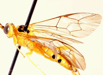 Euceros_madecassus_NON-TYPE