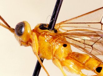 Euceros_madecassus_NON-TYPE
