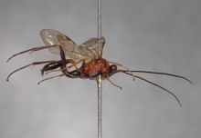 Afrectopius_empeyi _HOLOTYPE