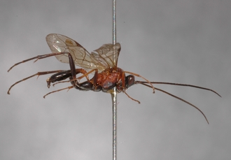 Afrectopius_empeyi_HOLOTYPE