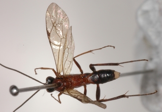 Afrectopius_empeyi_HOLOTYPE