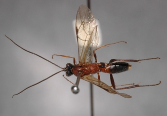 Afrectopius_empeyi_HOLOTYPE