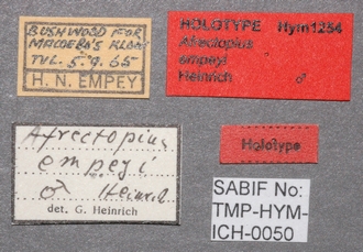 Afrectopius_empeyi _labels