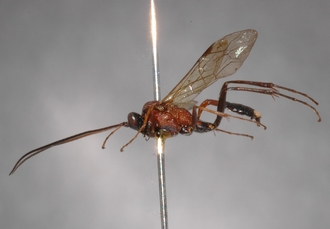 Afrectopius_empeyi_HOLOTYPE