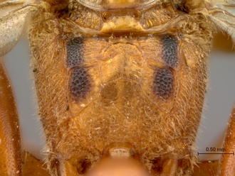 Afrobystra_variata_propodeum_dorso-posterior