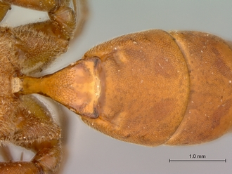 Afrobystra_variata_propodeum_petiole_dorsal