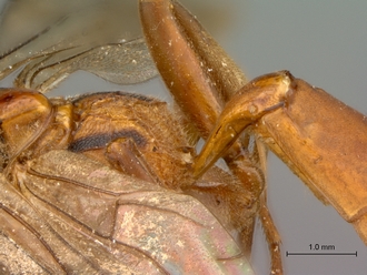 Afrobystra_variata_propodeum_petiole_lateral