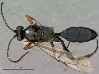 Afrocoelichneumon_noerus_habitus_dorsal